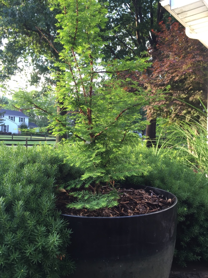 Arkady has been obsessed with dawn redwoods since he discovered they can grow in Ohio. So we have two in the Zen garden. And three in the backyard. And one growing in a pot in the kitchen. 